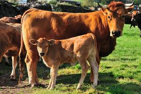 foto de vaca y ternero asturianos